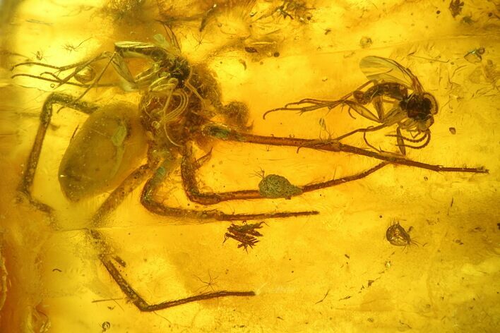 Fossil Spider (Araneae) and Two Flies (Diptera) in Baltic Amber #234436